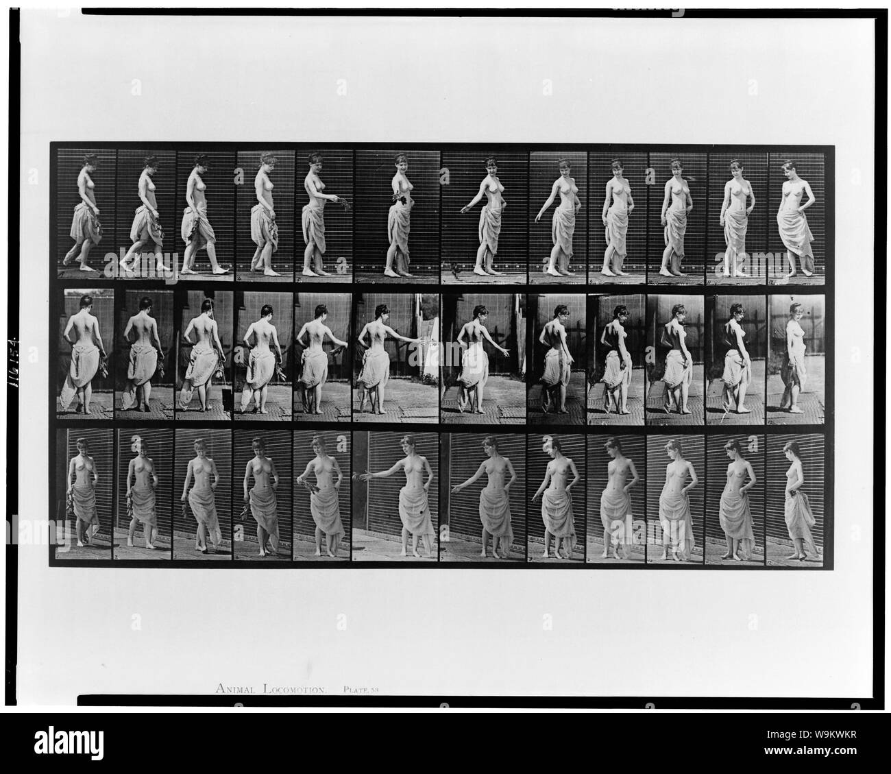 Locomozione animale Foto Stock