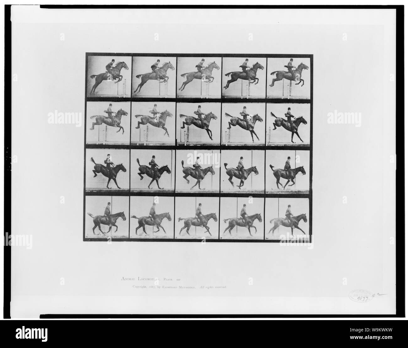 Locomozione animale Foto Stock