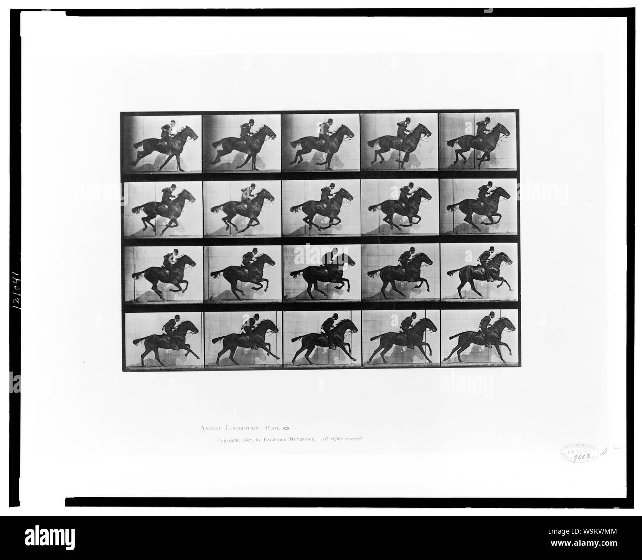 Locomozione animale Foto Stock