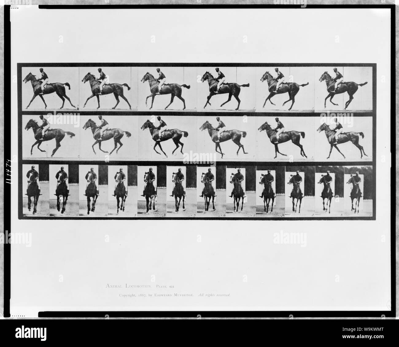 Locomozione animale Foto Stock