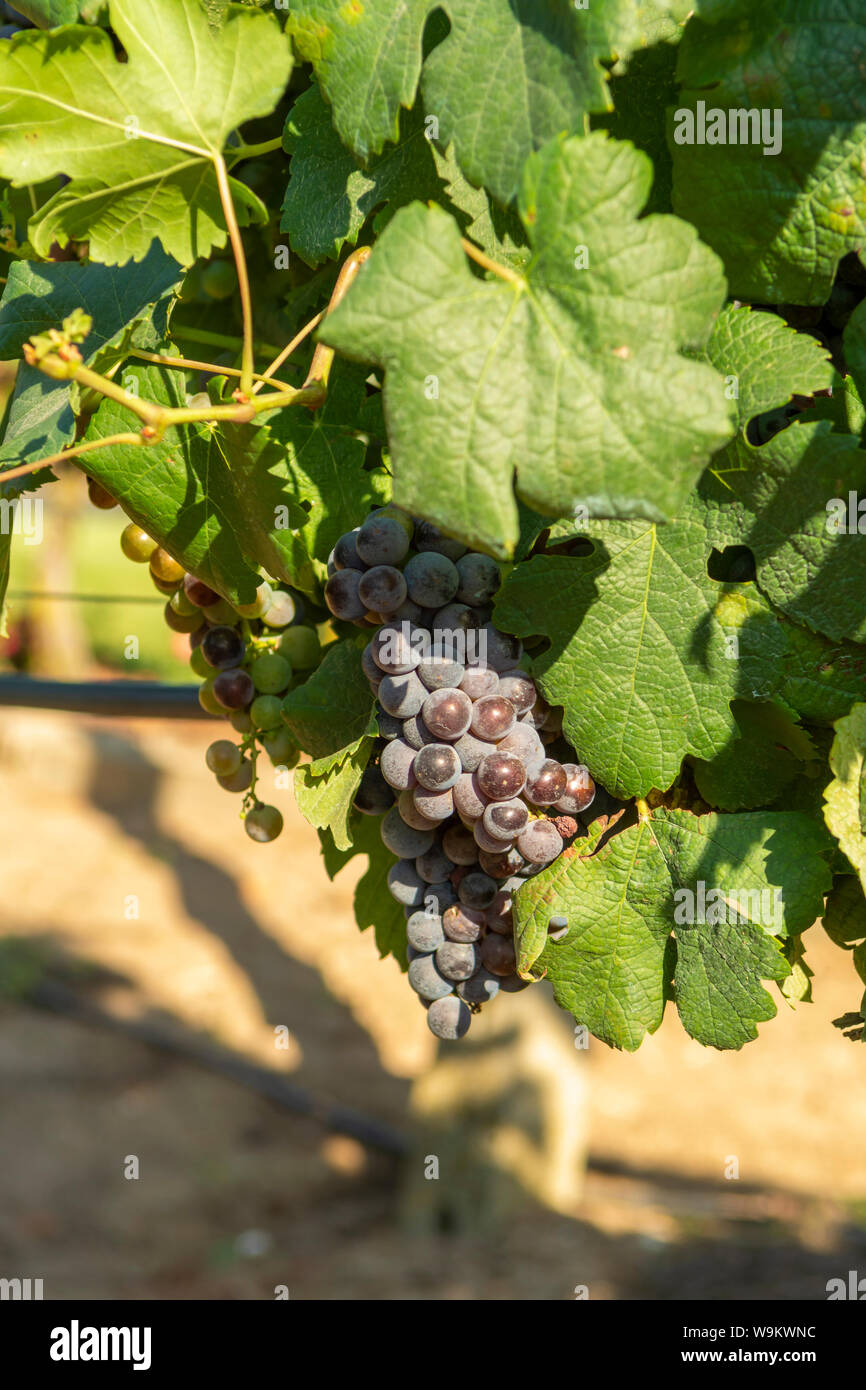 Vigneto con crescente di colore rosso o rosa di uve da vino nella regione Lazio, l'Italia, Sirah, Petit Verdot, uve Cabernet Sauvignon Foto Stock