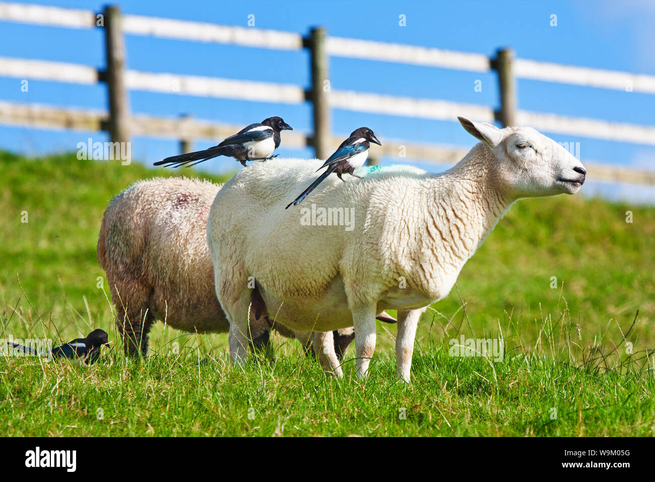 Gazze seduto su una pecore indietro Foto Stock