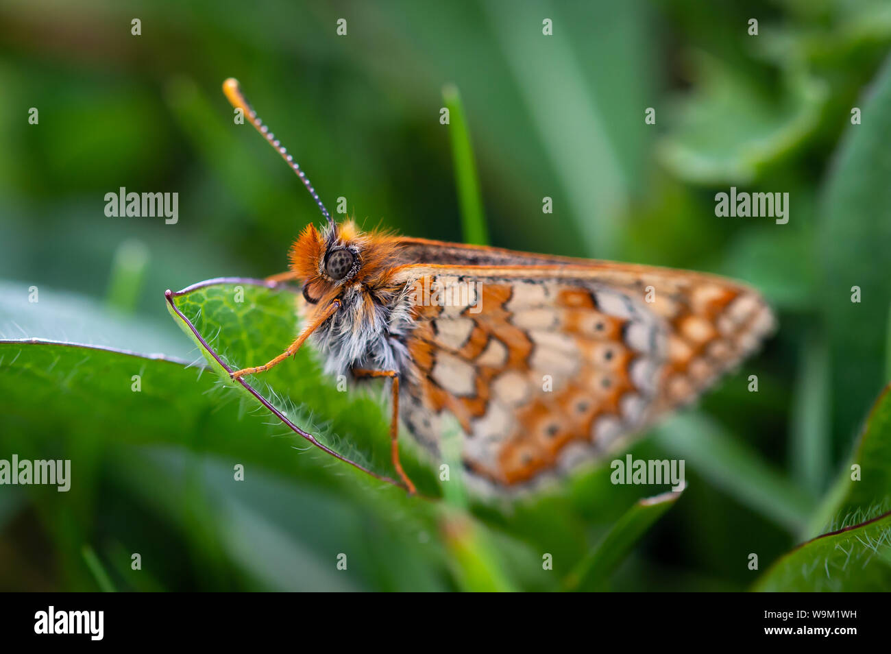 Marsh Fritillary butterfly sul fogliame verde Foto Stock