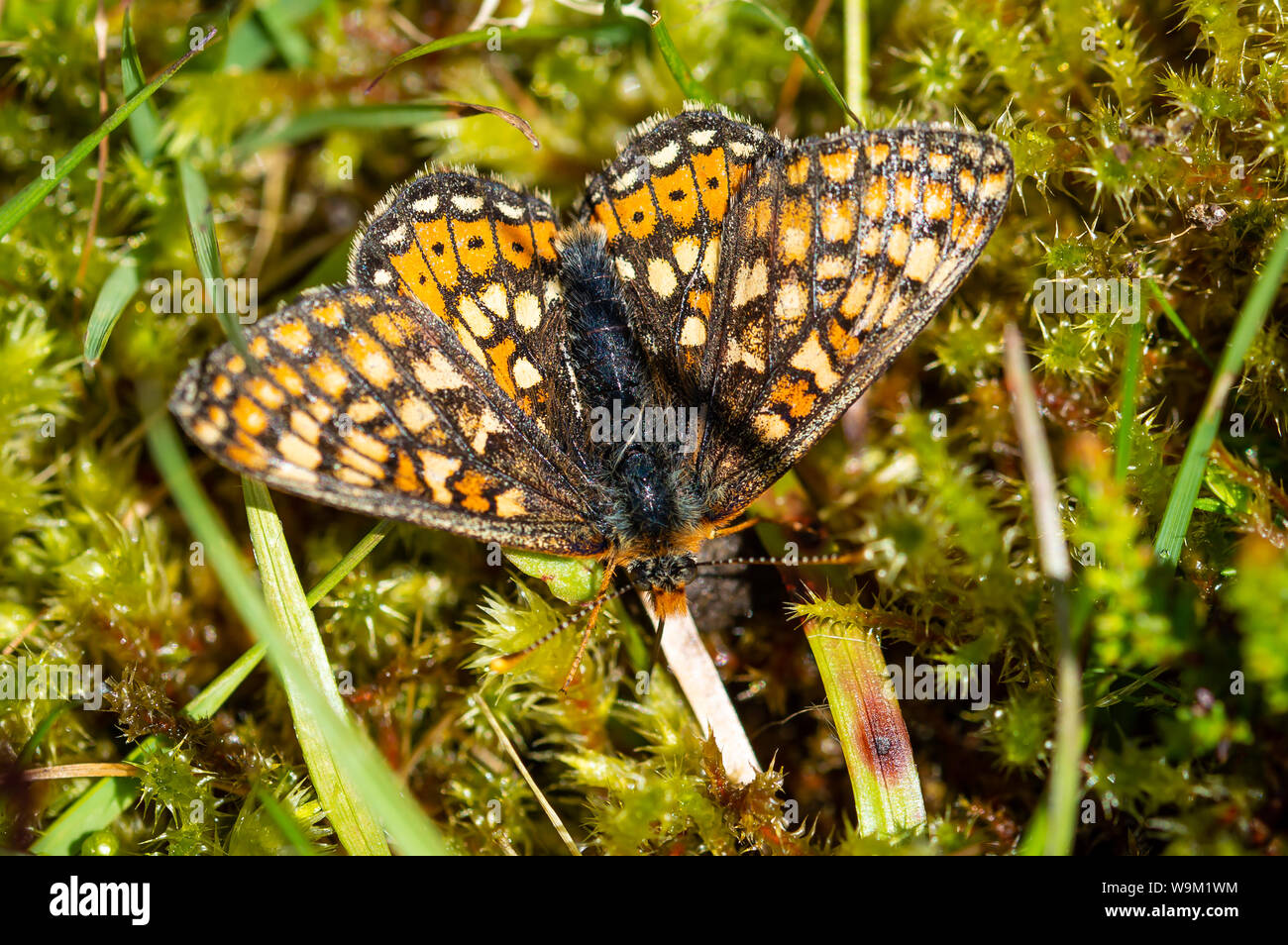 Marsh Fritillary farfalla posata su alcuni muschio Foto Stock