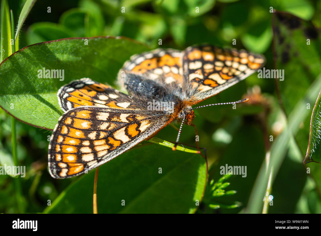 Marsh Fritillary farfalla con le ali stese fuori Foto Stock
