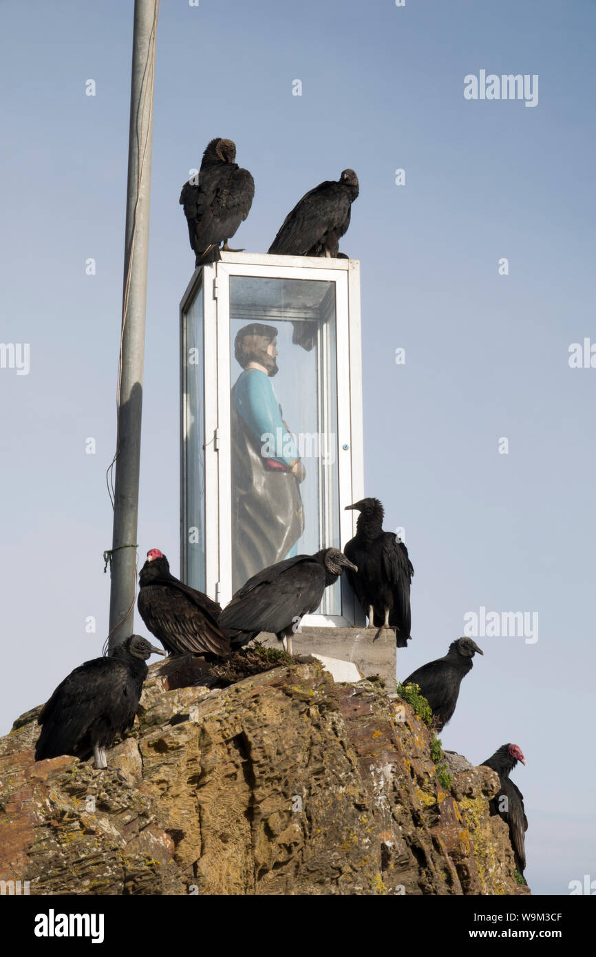 Avvoltoi nero appollaiato sulla roccia accanto alla statua di Gesù in La Rinconada beach in Itata, Cile Foto Stock
