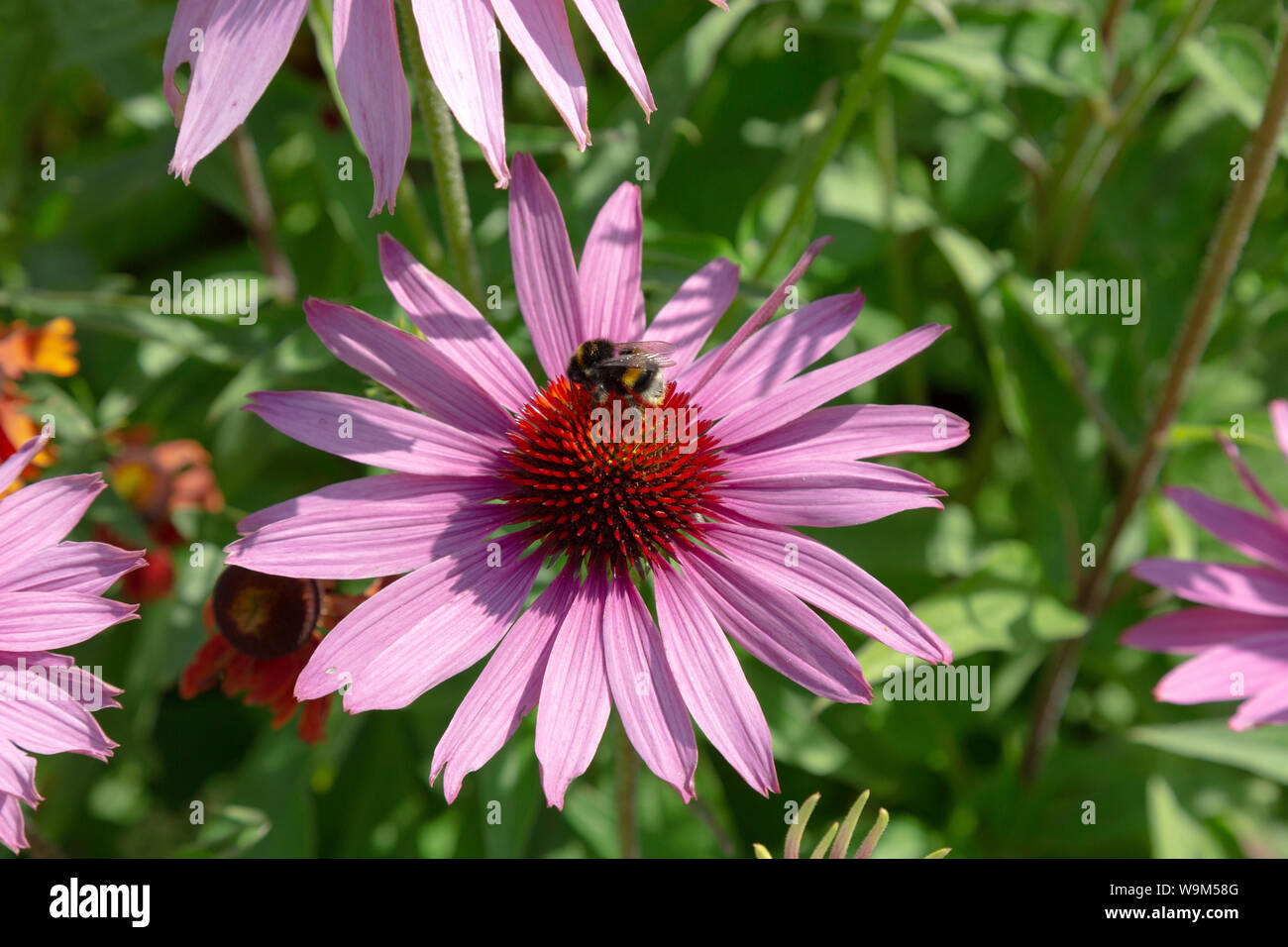 Bumblebee su un viola Coneflower ( Echinacea Purpurea ) - Esempio di insetti impollinatori un impianto Foto Stock