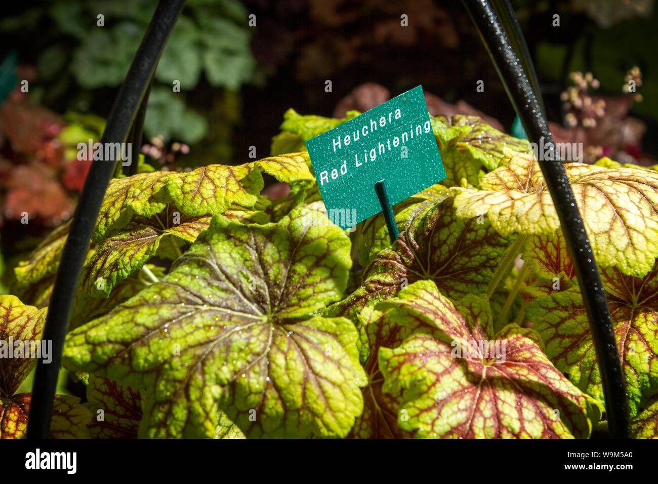 Heuchera fulmine rosso pianta di giardino Foto Stock