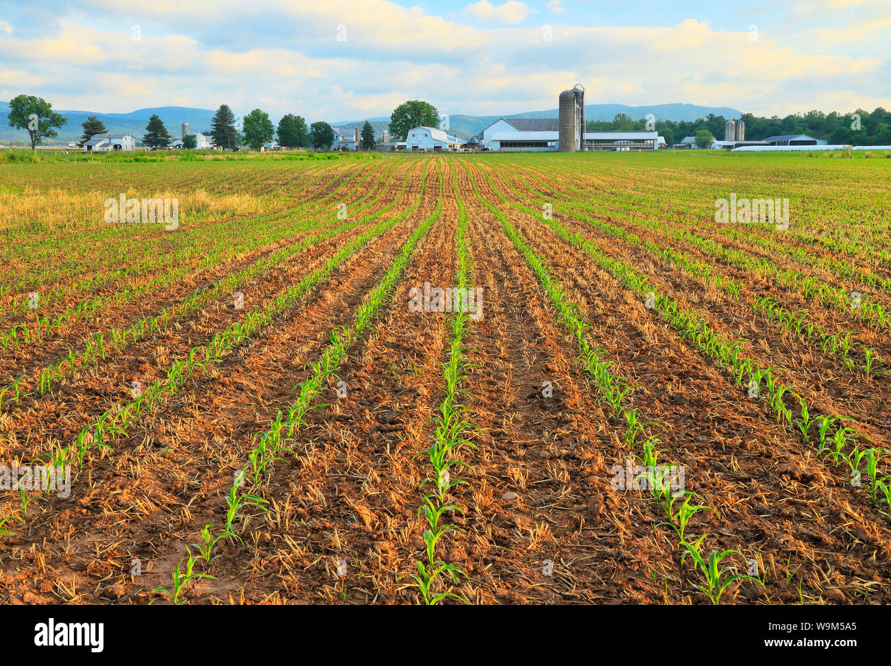 Campo di grano, Dayton, Shenandoah Valley della Virginia, Stati Uniti d'America Foto Stock