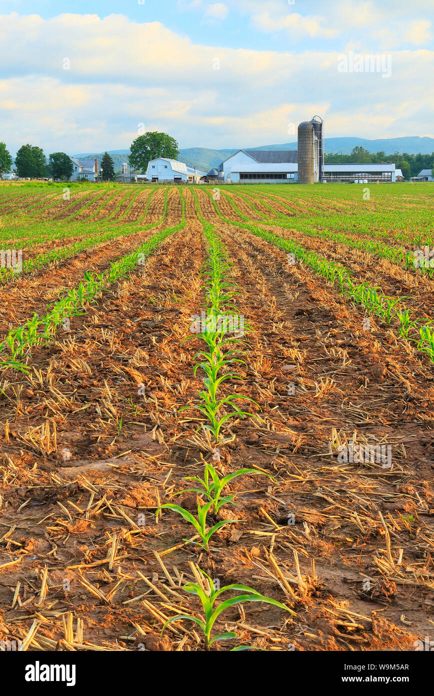 Campo di grano, Dayton, Shenandoah Valley della Virginia, Stati Uniti d'America Foto Stock