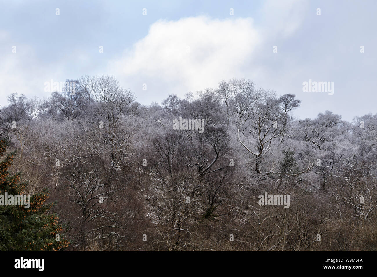 Pesanti nevicate oltre gli alberi del Glencoe area delle Highlands scozzesi, UK. Foto Stock