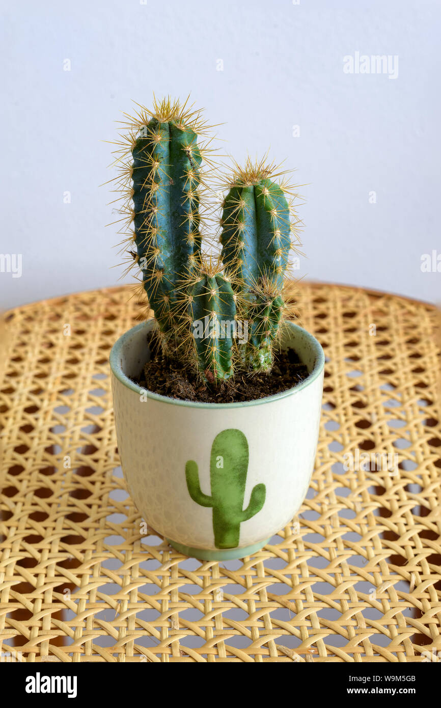 Impianto di Cactus in una pentola posta su un modello di vimini sfondo Foto Stock