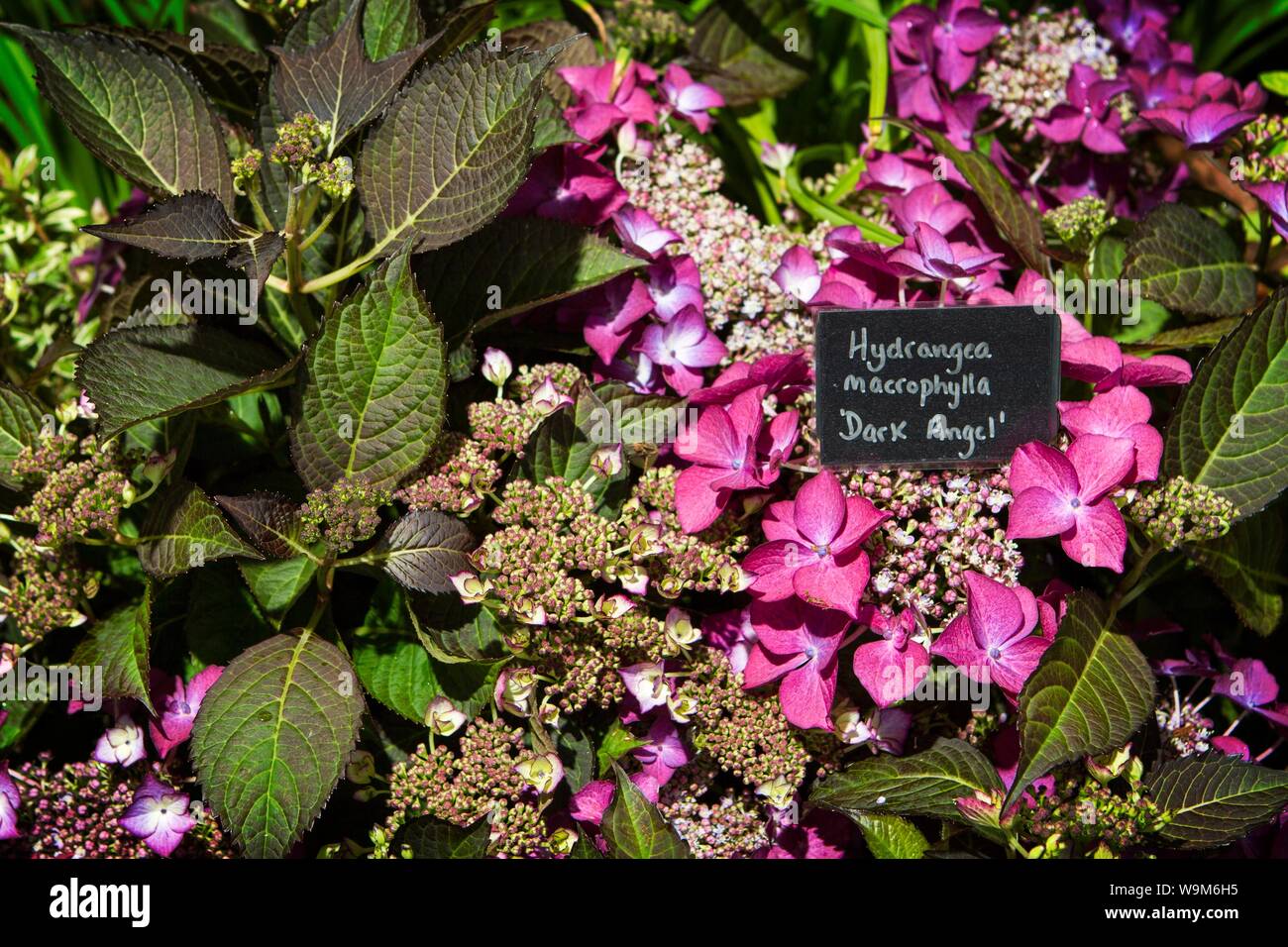 Ortensia macrophylia dark angel fioritura pianta di giardino Foto Stock