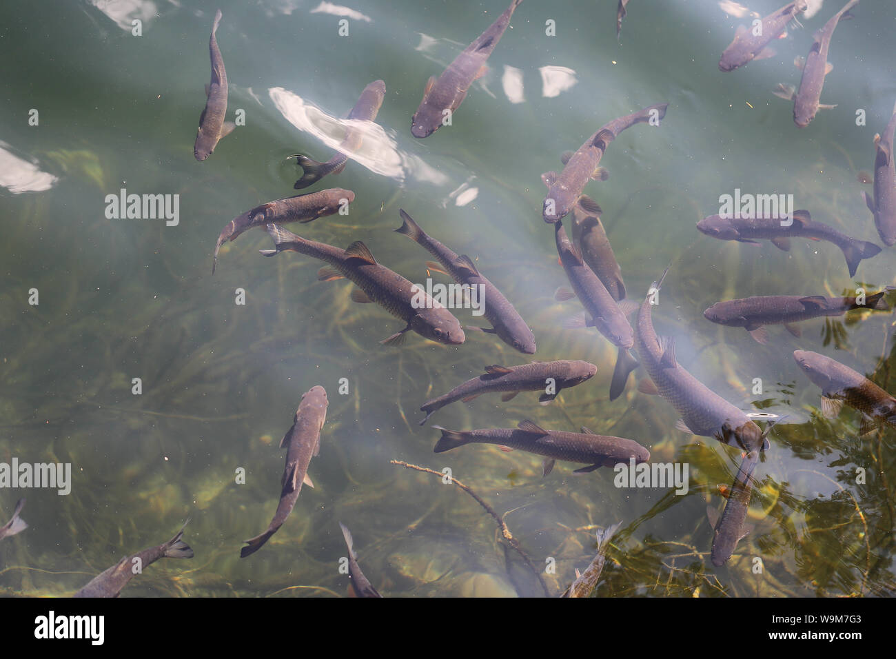 Fische im See, Piburger See, Ötztal, un sacco di pesce nel lago Foto Stock