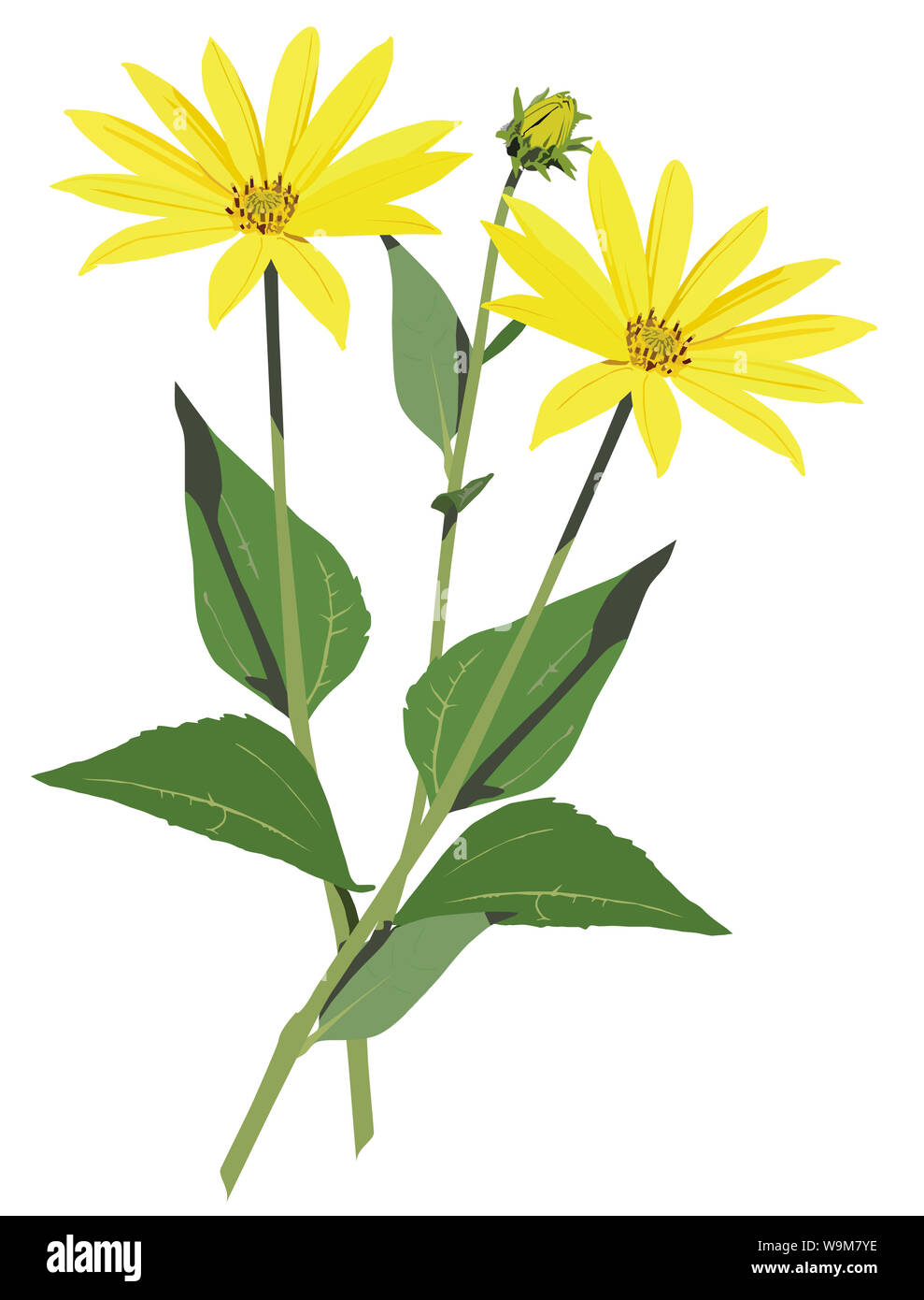 Illustrazione di topinambur fiori e bocciolo Foto Stock