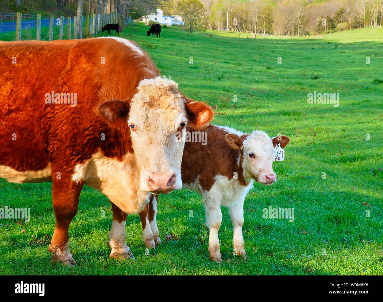 Il pascolo di bestiame in agriturismo vicino a Middlebrook nella valle di Shenandoah, Virginia, Stati Uniti d'America Foto Stock