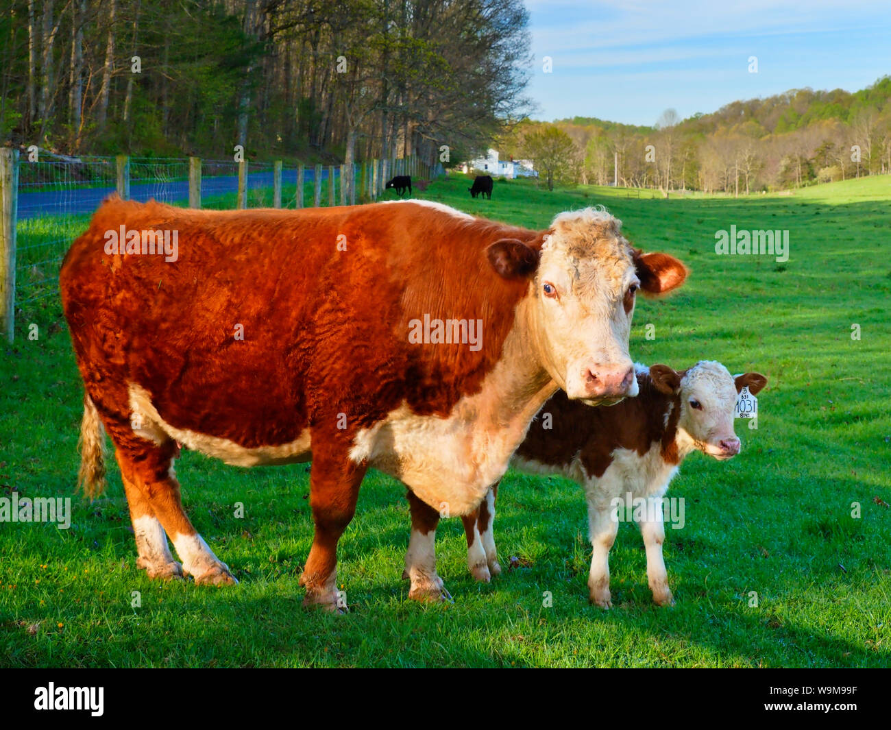 Il pascolo di bestiame in agriturismo vicino a Middlebrook nella valle di Shenandoah, Virginia, Stati Uniti d'America Foto Stock