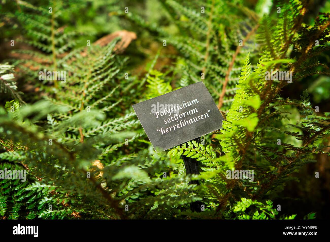 Polystichum herrenhausen giardino fern foglie di pianta Foto Stock