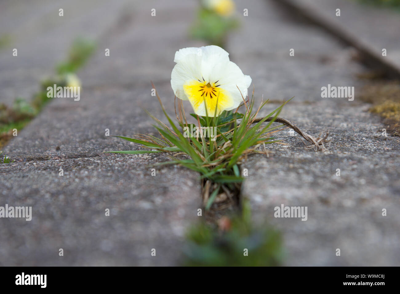 Il piccolo fiore cresce attraverso una fessura nel vecchio ammattonato in primavera Foto Stock
