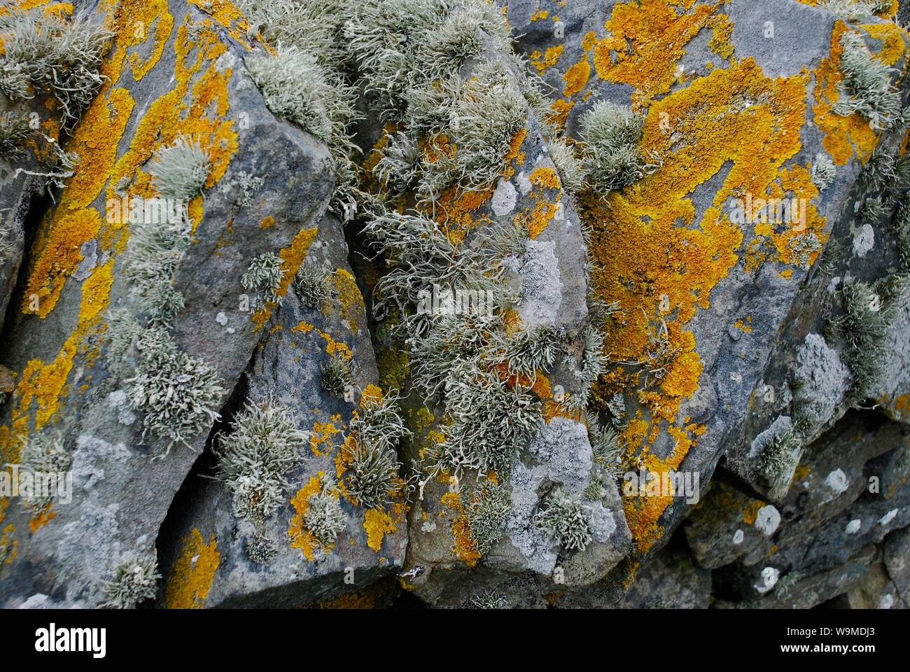 E verde lichene arancione sulla pietra a secco a parete, Shetland, Scotland, Regno Unito Foto Stock