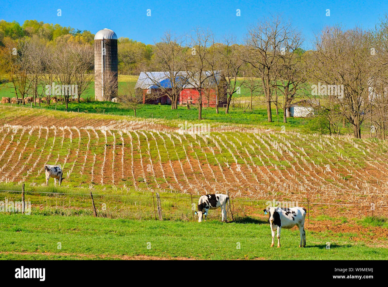 Vacche vicino a Mossy Creek nella Shenandoah Valley della Virginia, Stati Uniti d'America Foto Stock