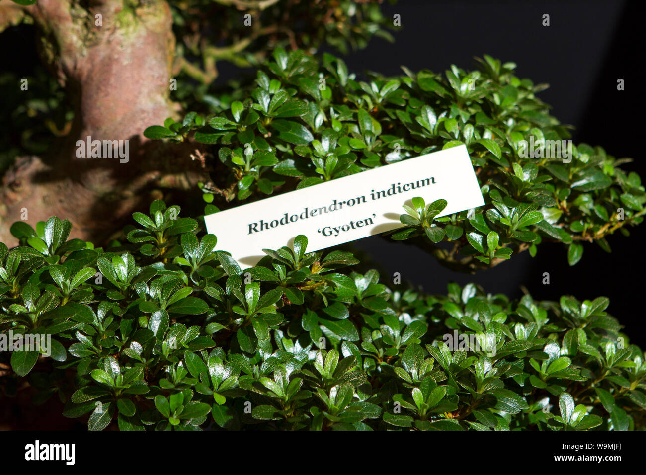 Un rhododendron indicum albero di bonsai giardino giardinaggio piante vegetali gardens Foto Stock