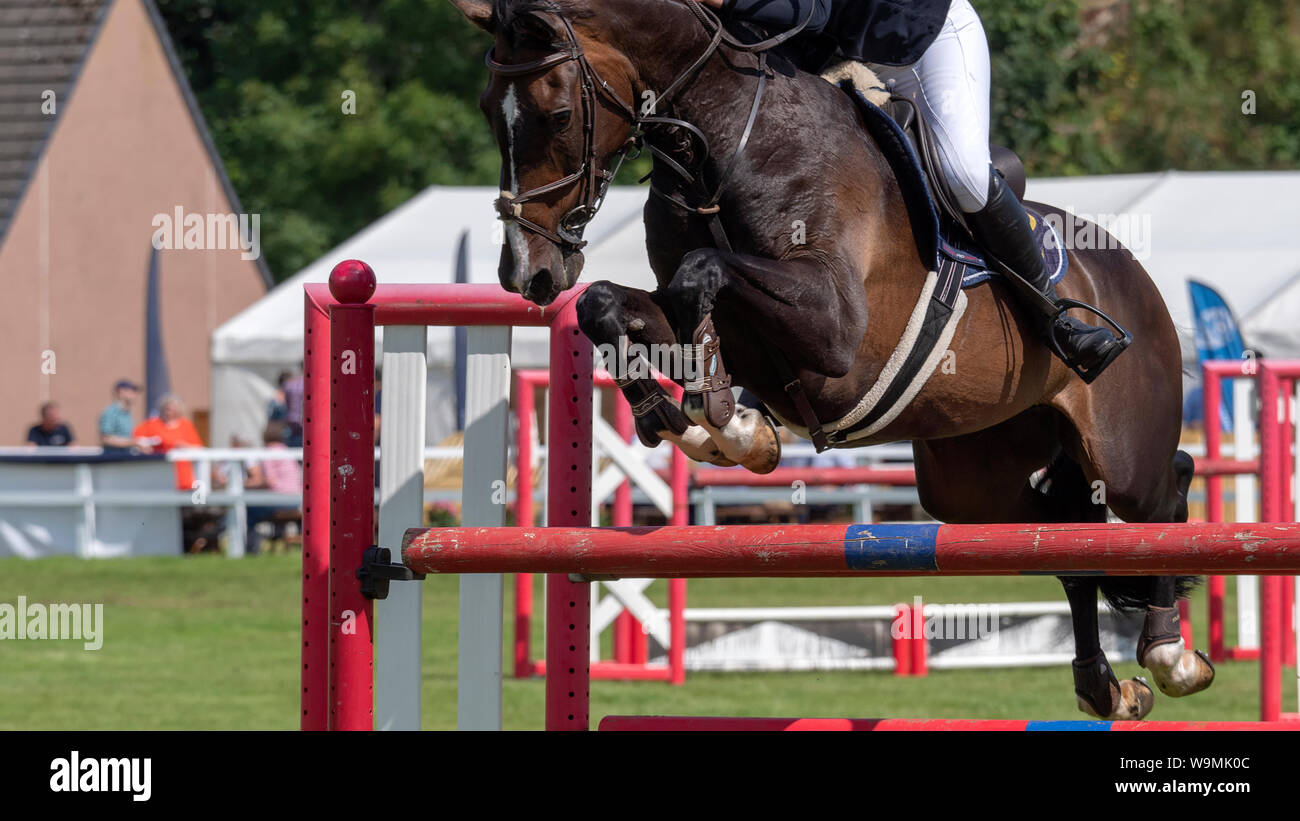 Turriff, Scozia - Agosto 05, 2019: Horse cancellazione di un salto durante lo Show Jumping concorso al Turriff spettacolo agricolo Foto Stock