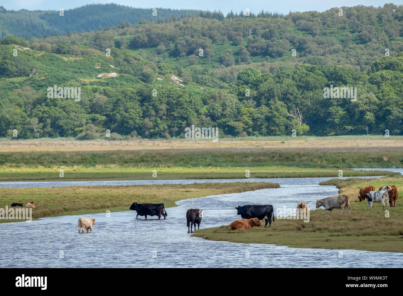 Attraversamento del bestiame l'estuario del fiume Aggiungi, parte dell'Mòine Mhòr Riserva Naturale Nazionale, Argyll, Scozia. Foto Stock