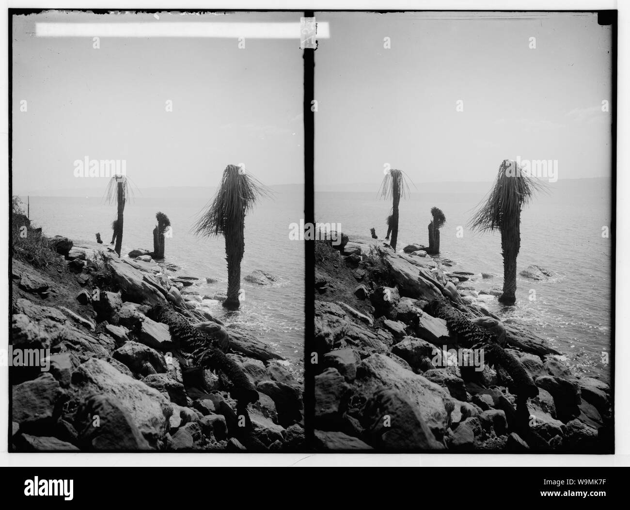 Intorno al Mar Morto. Palme uccisi dalle acque del Mar Morto Foto Stock