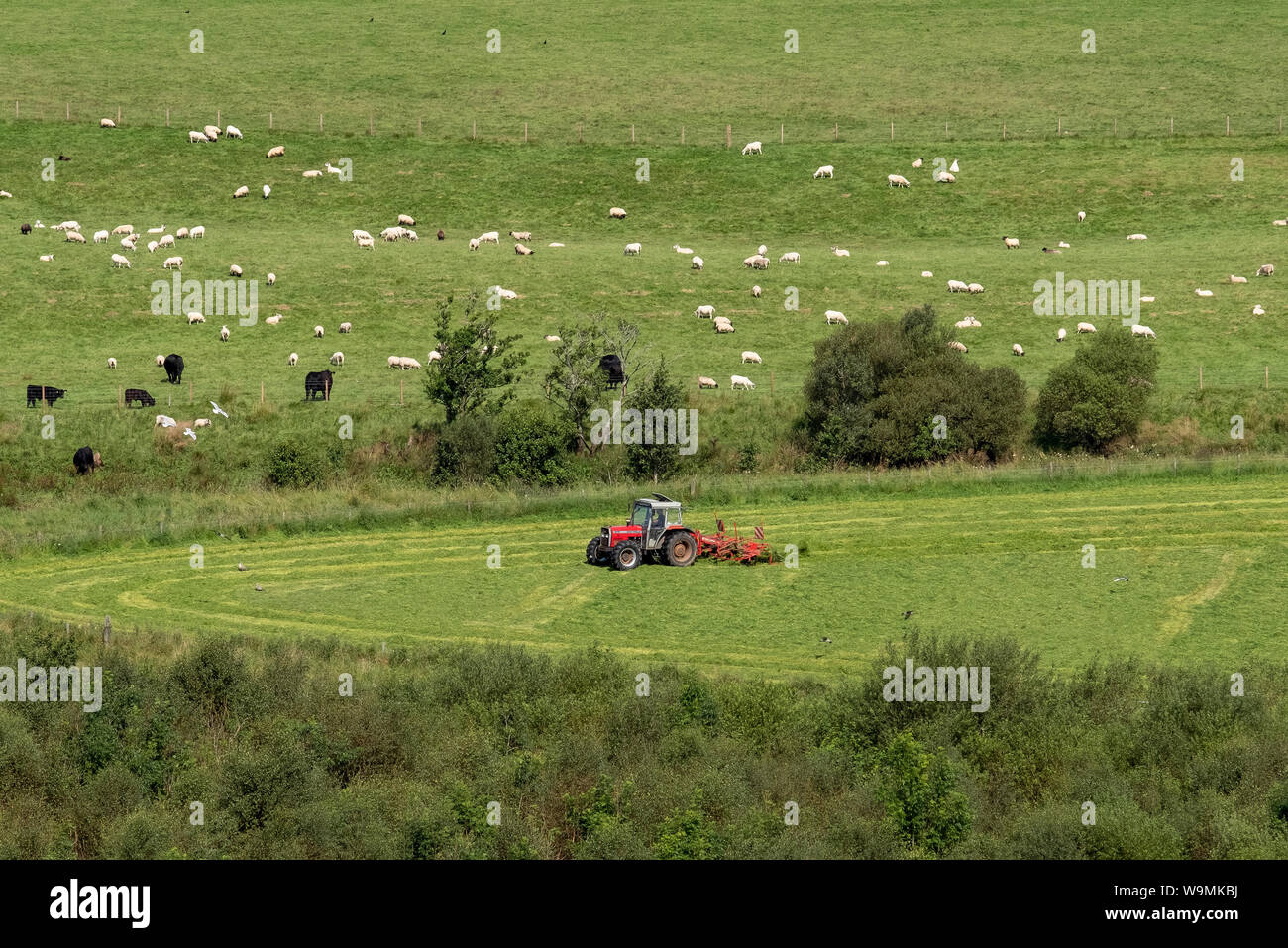 Silaggio essendo tagliato in una fattoria a Dunadd, Kilmartin Glen, Argyll. Foto Stock
