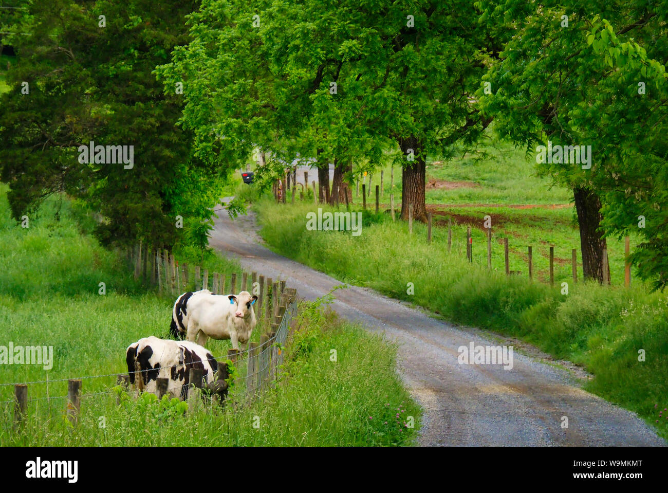 Vacche vicino a Mossy Creek nella Shenandoah Valley della Virginia, Stati Uniti d'America Foto Stock