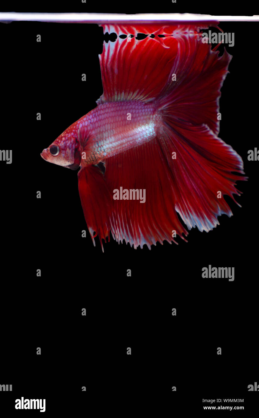 Betta siamesi lotta isolata di pesce Foto Stock