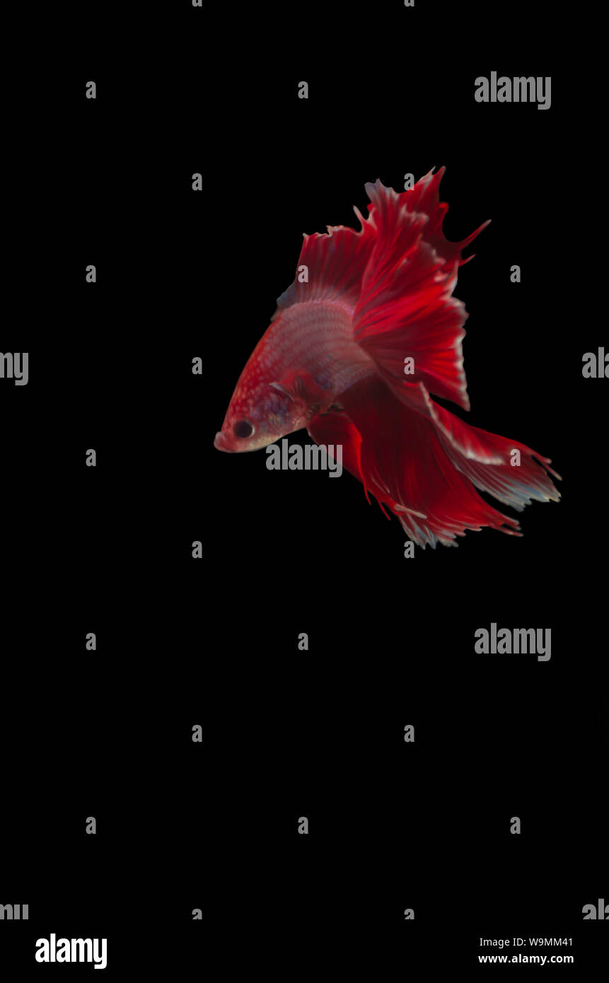 Betta siamesi lotta isolata di pesce Foto Stock