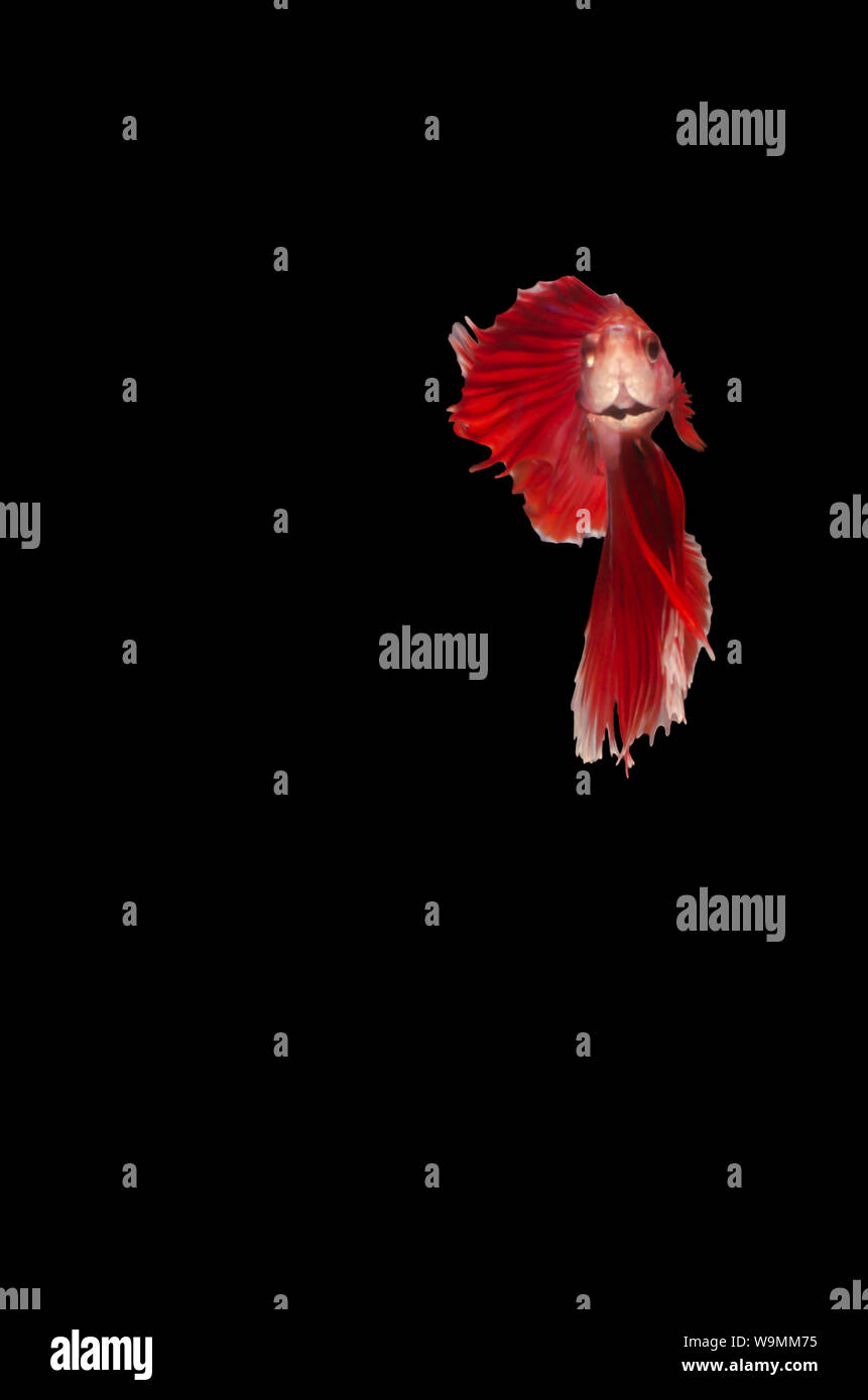 Betta siamesi lotta isolata di pesce Foto Stock