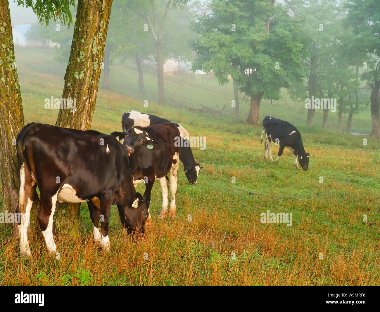Le mucche al pascolo a Sunrise nei pressi del Monte Sidney in Shenandoah Valley della Virginia, Stati Uniti d'America Foto Stock