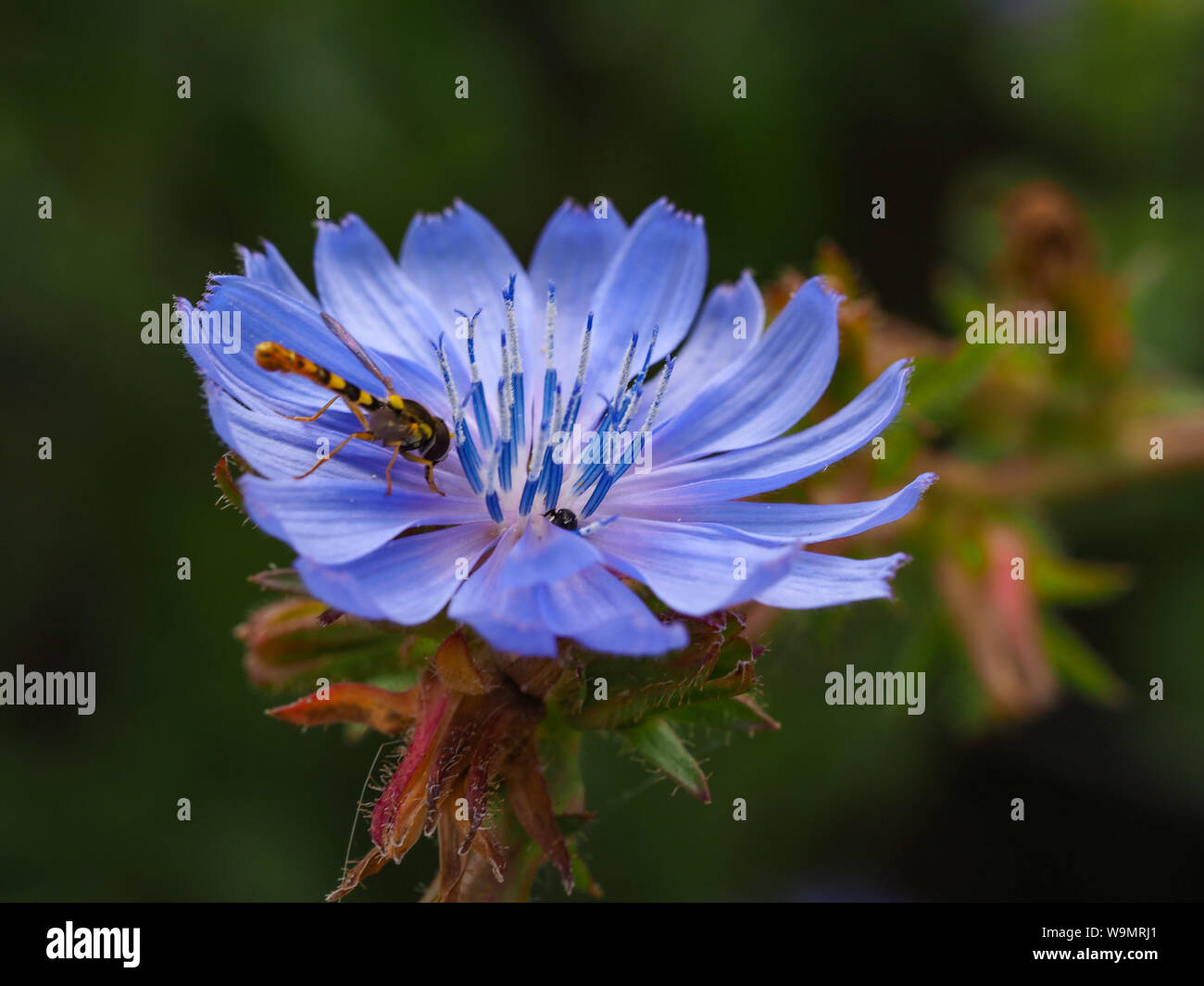 Bella Blu fiore di cicoria (Cichorium intybus) con una visita a hoverfly Foto Stock