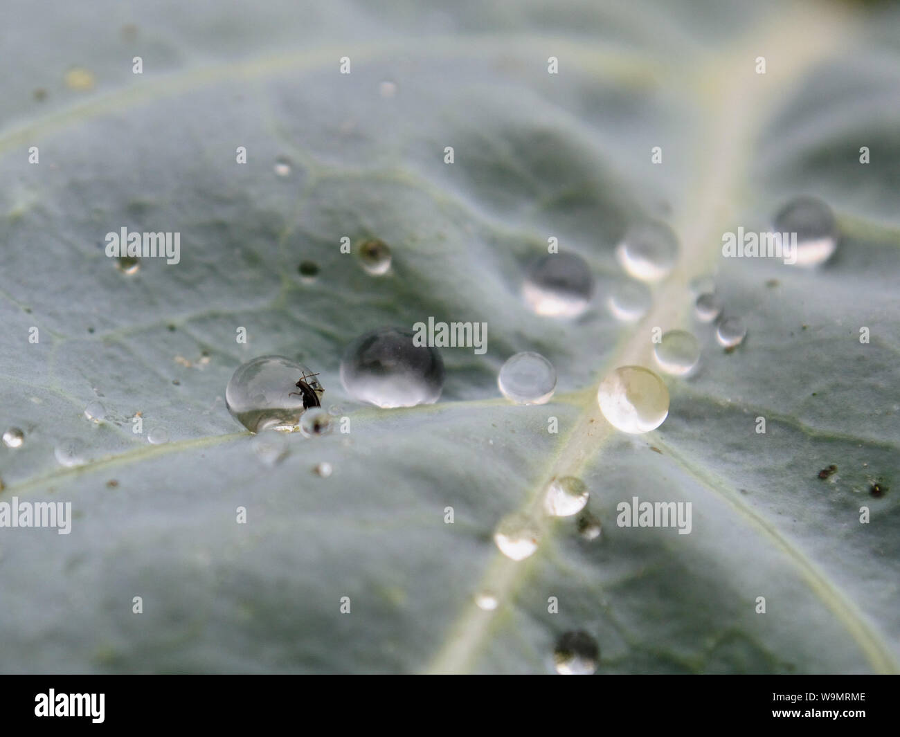 Bug sulla caduta di pioggia sulla foglia di cavolo Foto Stock