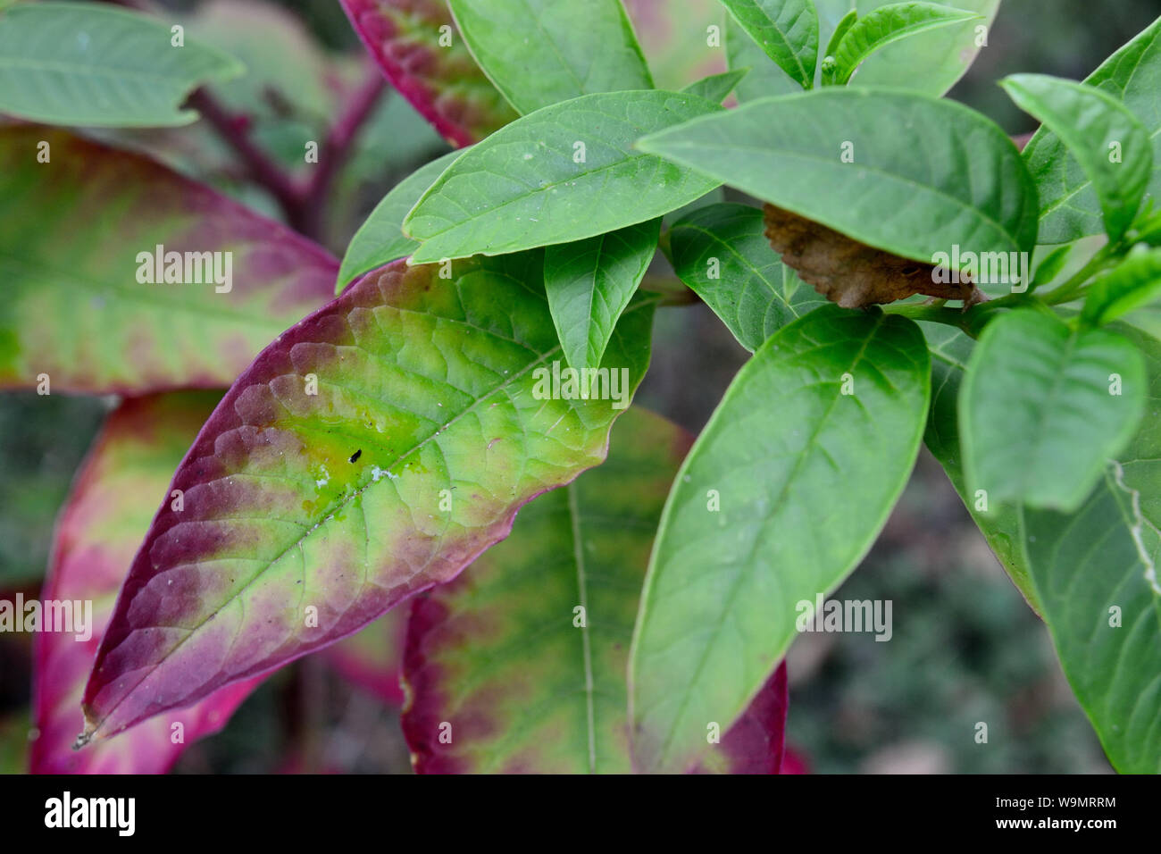 Pokeweed foglie colorate, phytolacca decandra Foto Stock