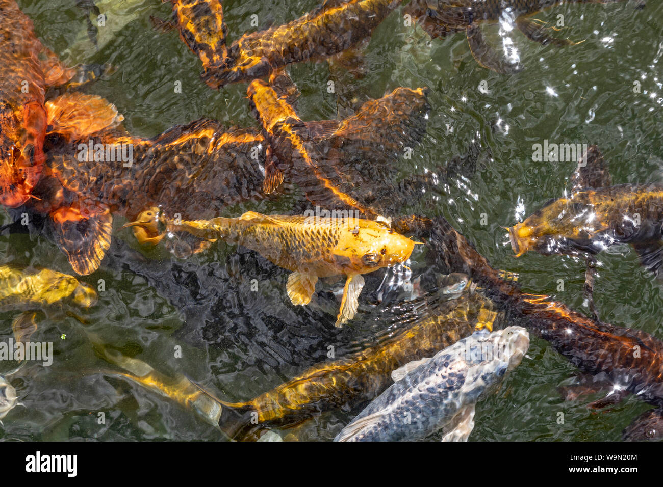 Detroit, Michigan - Le koi pond al Belle Isle Aquarium. Progettato da Detroit architetto Albert Kahn e aperto nel 1904, è il più antico acquario in t Foto Stock