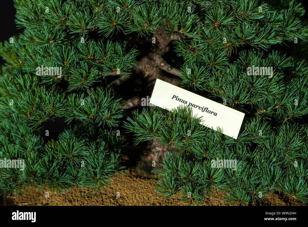 Un Pinus parviflora bonsai tree orientali in miniatura giardino giapponese impianto Foto Stock