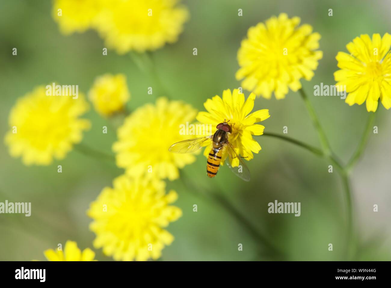 La marmellata di arance hover vola (Episyrphus balteatus): hover vola la raccolta di nettare da un selvaggio fiore giallo Foto Stock
