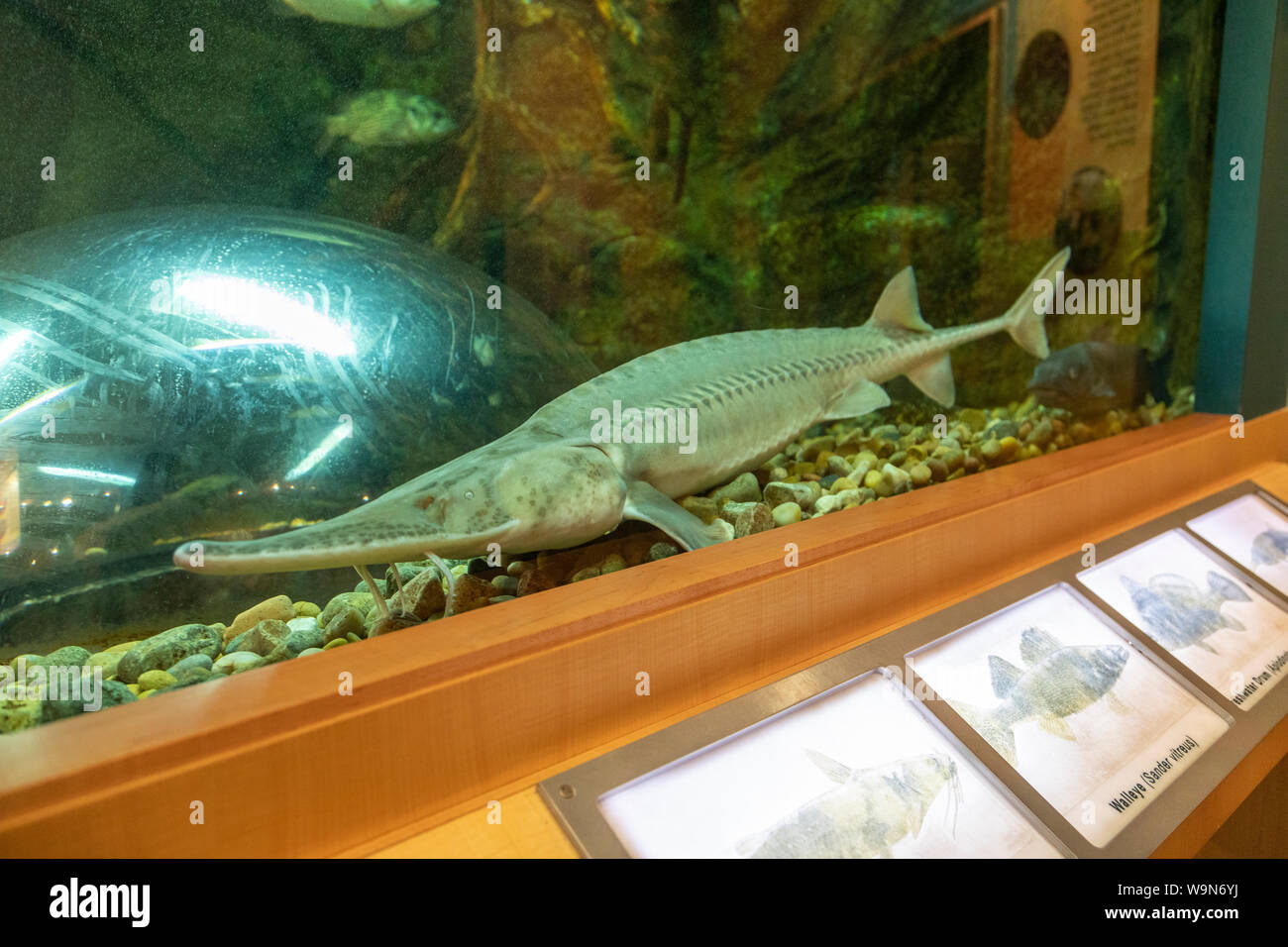 Pallida Storione nuota su display a Neosho National Fish Hatchery Foto Stock