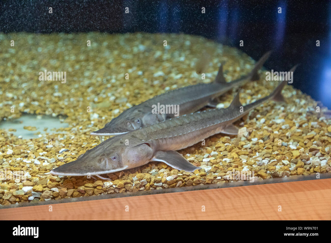 Pallida storione nuota mentre sul display al Neosho National Fish Hatchery. Foto Stock