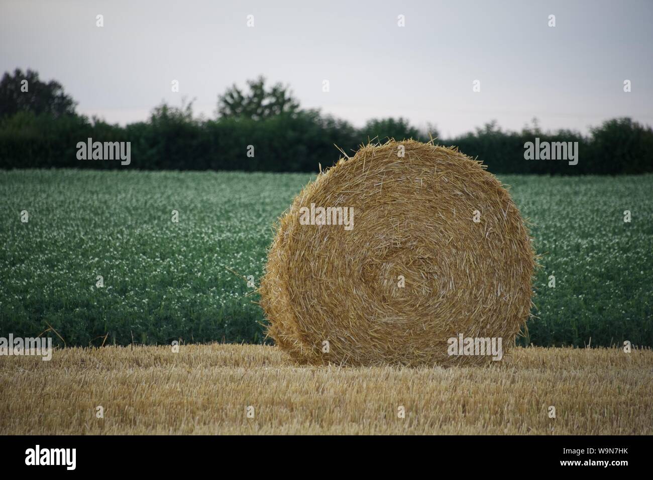 40˚c+, aviarie, becco, bird, ciotola, respirazione, marrone, il raffreddamento mediante evaporazione, domesticus, europa, evaporazione, calore estremo, condizioni meteorologiche estreme, fauna, feath Foto Stock