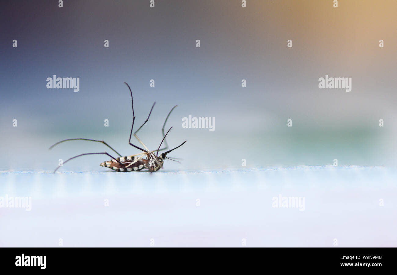 Zanzare morto sul pavimento / casa comune repellente per zanzare concept Foto Stock