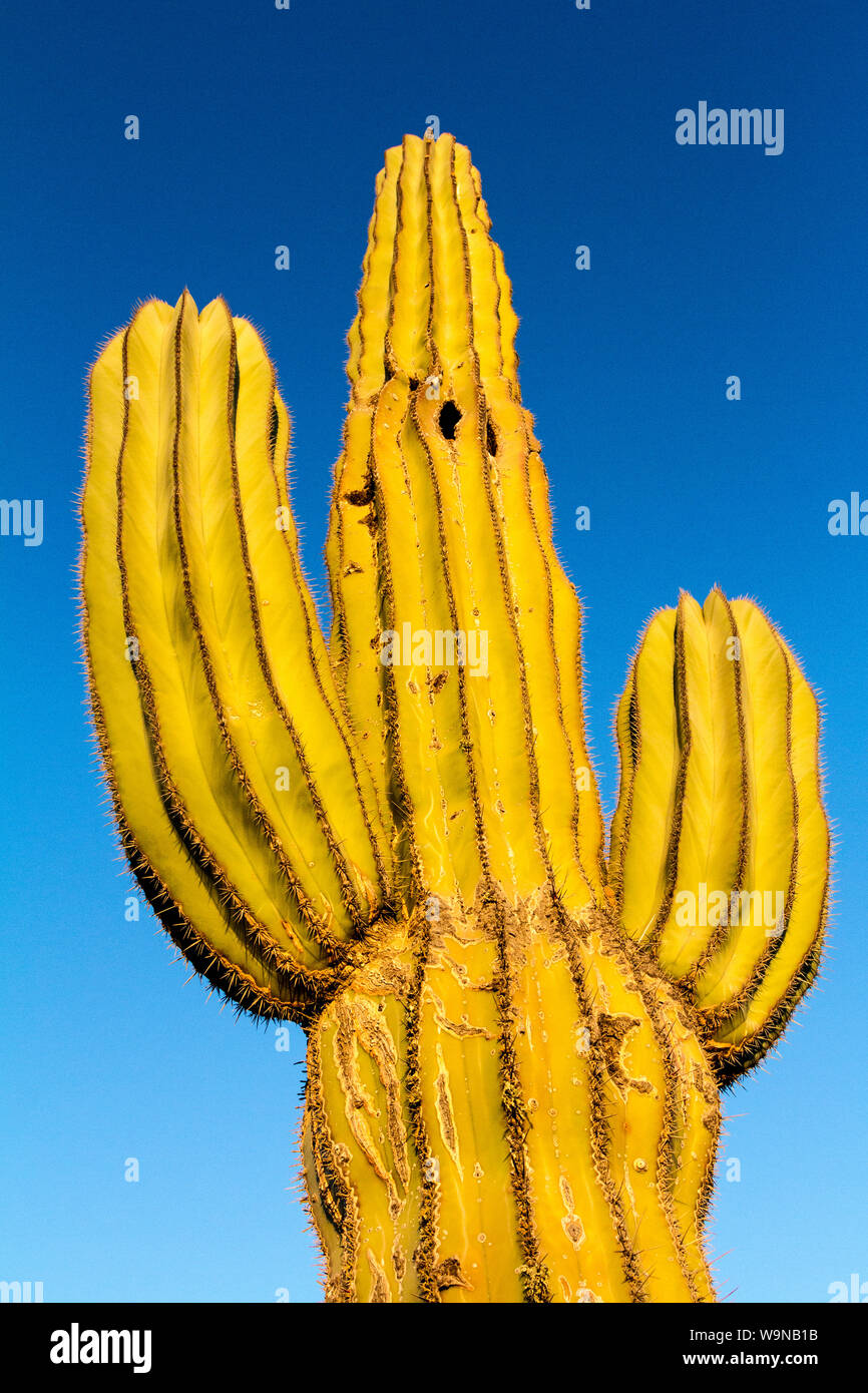 Cardon cactus a unset Foto Stock