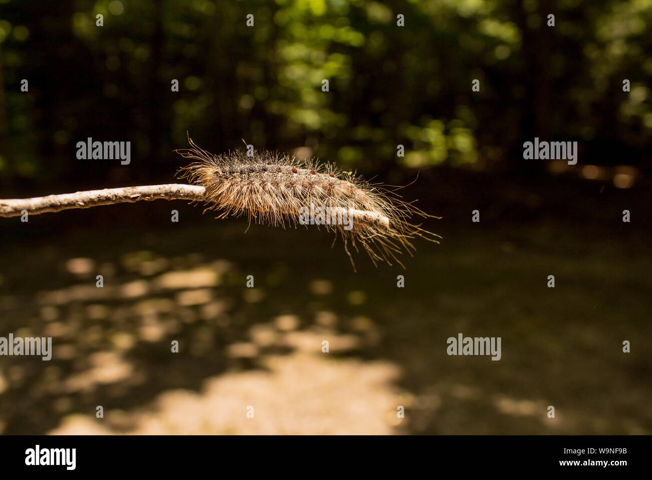 Hairy Gipsy Moth Caterpillar famoso come Lymantria appendere sul bastone di legno in Wisconsin settentrionale Forest Foto Stock