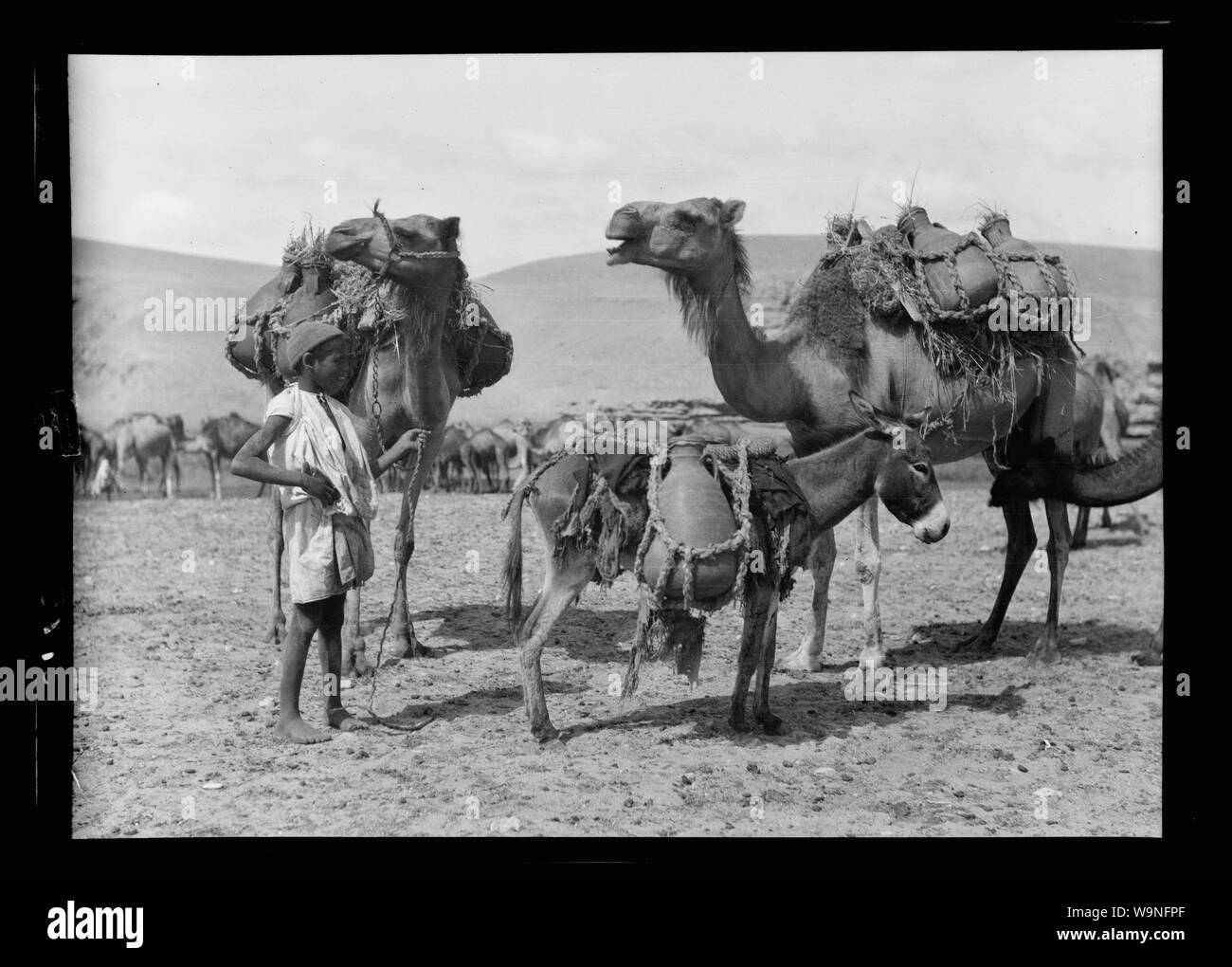 Beersheba e dintorni. (Birra Saba). Portando acqua al camp. Vasi su cammelli e asini Foto Stock