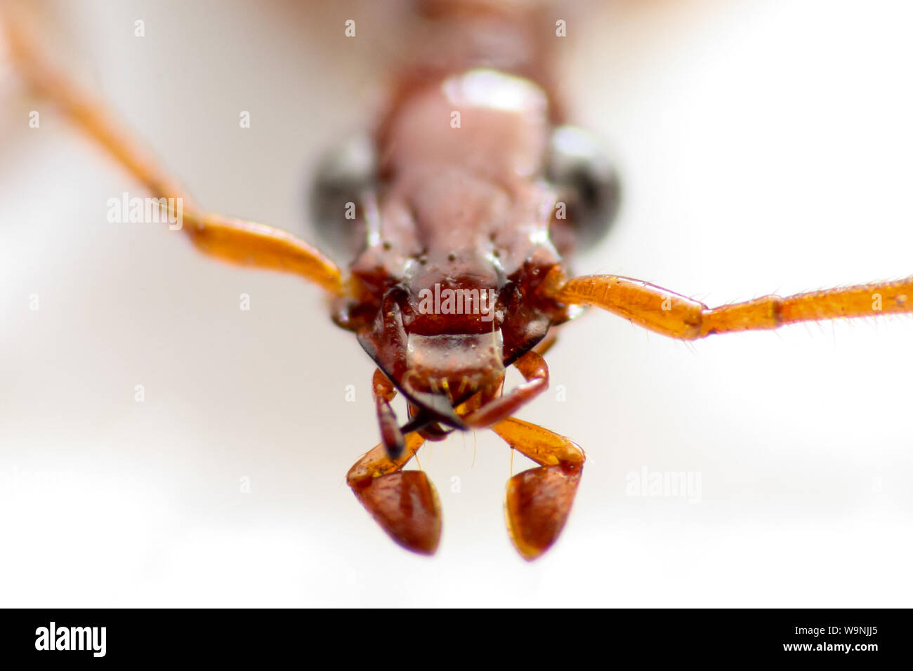 Appuntato di insetto, macro di un coleottero conservato per entomologia lab tassonomia (Coleotteri Carabidi), mostra la testa di insetto in dettaglio Foto Stock