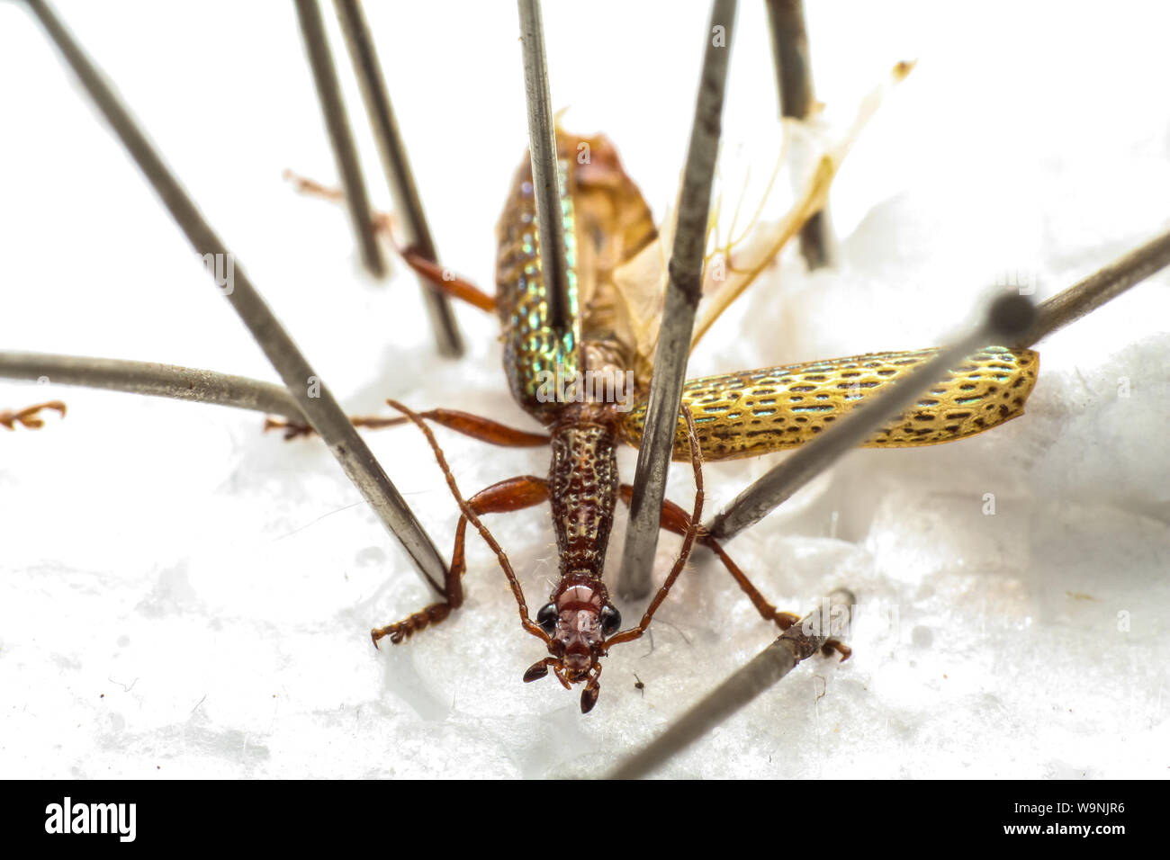 Appuntato di insetto, macro di un coleottero conservato per entomologia lab tassonomia (Coleotteri Carabidi) Foto Stock